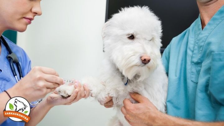 Amit 10-ből 9 állatorvos nem mond el az allergiatesztekről
