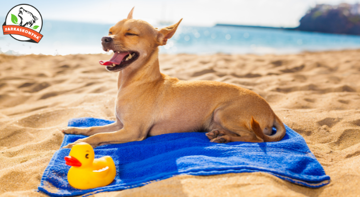TIPPEK, praktikák hasmenésre, kutya-pocak problémákra nyaraláskor