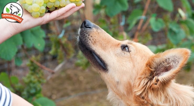 Érik a szőlő.... na de eheti-e a kutyád?