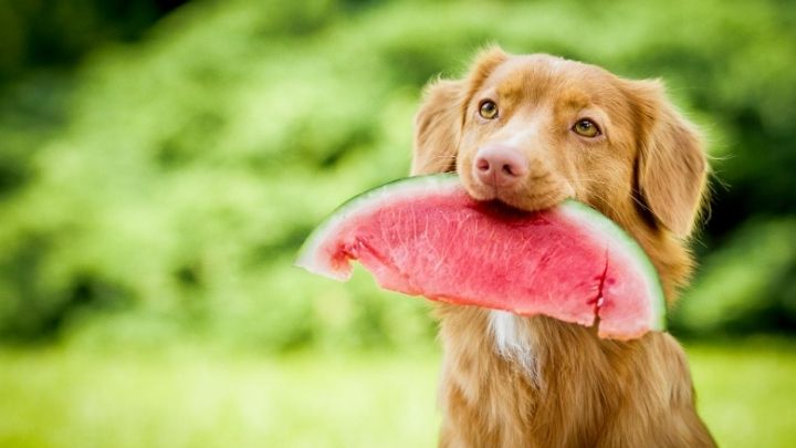 Zöldség, gyümölcs - van-e keresnivalójuk a kutyatálban?