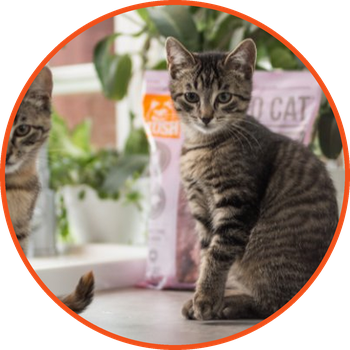 Mush Cat pink kiscicával