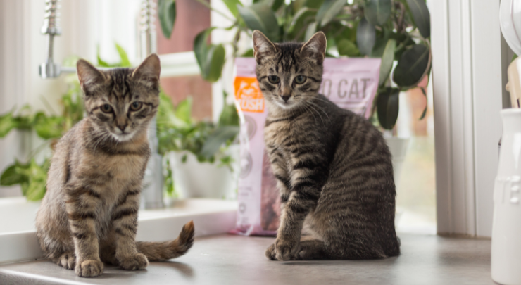 Mush CAT Pink